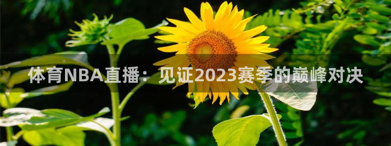 体育NBA直播：见证2023赛季的巅峰对决