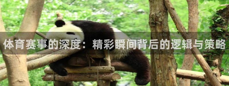 体育赛事的深度：精彩瞬间背后的逻辑与策略