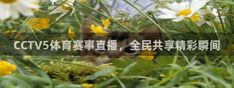 CCTV5体育赛事直播，全民共享精彩瞬间